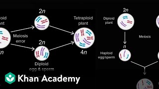 Allopatric and sympatric speciation  Biology  Khan Academy [upl. by Annahael]