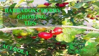 This Fruit Has More Vitamin C Than Oranges  Growing Barbados Cherry  Acerola [upl. by Seiter]