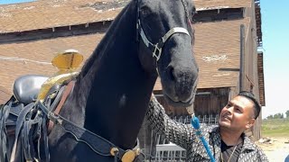 Me trajieron dos caballos bailadores de los finos para ver con cual me quedo de los dos😱🐎 [upl. by Dolora518]