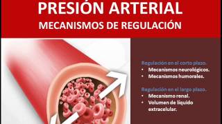 Presión arterial  Mecanismos de regulación [upl. by Ebonee200]