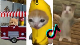 HAPPY CAT 😽 TikTok Compilation [upl. by Fedirko]