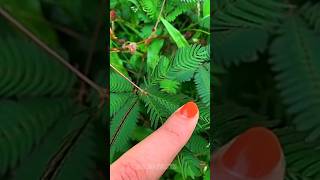 Mimosa Pudica Plant  science physics [upl. by Ahseele]