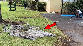 Day 60 Florida Iguanas Go Bananas for Bananas Trapping Giant Iguanas With Homemade Net Trap [upl. by Suhsoj298]