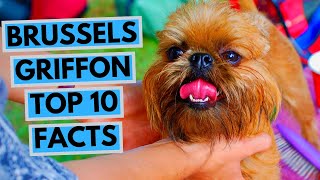 Brussels Griffon  TOP 10 Interesting Facts [upl. by Chambers]