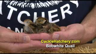 Bobwhite Quail for Sale  Cackle Hatchery [upl. by Carson]