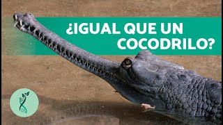 ¿Qué ES un GAVIAL 🐊 Características Hábitat y Alimentación del Gavial [upl. by Blinny]