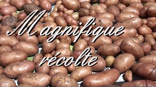 MAGNIFIQUE RECOLTE DE POMMES DE TERRE [upl. by Eckel]