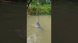 Unbelievable Stump Hook Challenge Fishing Videofishfishvideoshorts [upl. by Keram]