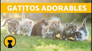 Vídeos de GATOS GRACIOSOS y ADORABLES 🐱 ¡Gatitos Maullando Jugando Llorando y Peleando [upl. by Valer]