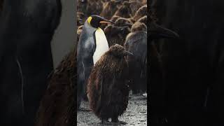 Oakum Boy Penguin  Antarctica  Lindblad Expeditions [upl. by Hollister]