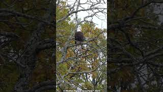 BALD EAGLE zooming out with Lumix FZ 300 2 baldeagle aguila eagle aguilacalva [upl. by Feola980]