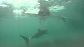 Great White Shark SWIMS UNDER SURFERS AT LOS ANGELES BEACH [upl. by Ayanad]