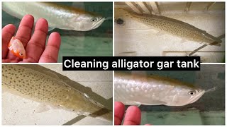 Cleaning alligator gar tank and redtail catfish tank  live feeding silver arowana  tamil [upl. by Eiznekam466]