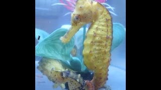 Aquarium Journal Seahorse Breeding Sexing and Selection [upl. by Aillimac432]