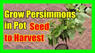 How To Grow Persimmons In Containers Care For Persimmon Tree In Pot [upl. by Doowron]