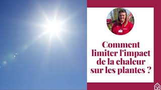 Comment limiter limpact de la chaleur sur les plantes  ☀ [upl. by Ricky1]