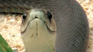 Black Mamba hunting Rodents 02 Time Lapse Speed x2 [upl. by Elmajian]