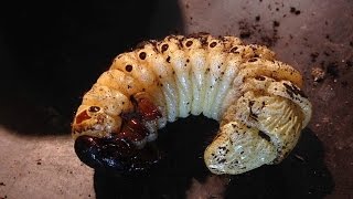 Megasoma actaeon  male pupa and prepupa [upl. by Ullman]