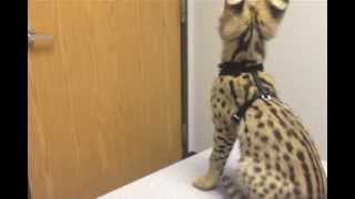 Baby Serval at the Vet [upl. by Happ]