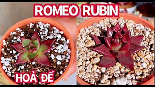 327 TAKE CARE OF NEW ECHEVERIA ROMEO RUBIN  KOREAN SUCCULENTS  CHĂM SÓC SEN ĐÁ HOẢ ĐẾ KHI MỚI MUA [upl. by Misab]