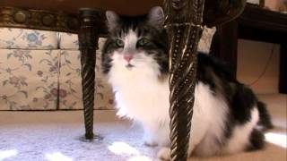 Cats 101 Animal Planet  Norweigan Forest Cat  High Quality [upl. by Noman72]