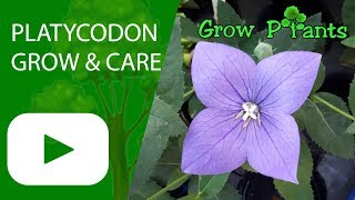 Platycodon  grow amp care Platycodon grandiflorus [upl. by Bean]