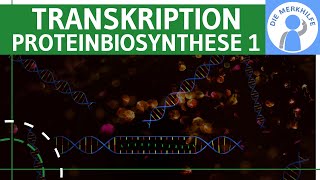 Transkription  Proteinbiosynthese 1  Ziel Ablauf amp Phasen einfach erklärt  Genetik Bio Abitur [upl. by Blayne786]