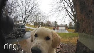 See This Golden Retriever Press On Her Owner’s Ring Video Doorbell To Be Let Inside the House [upl. by Lesko293]