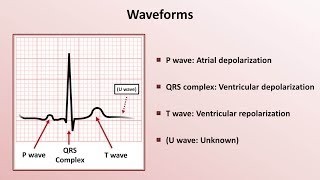 Intro to EKG Interpretation  Waveforms Segments and Intervals [upl. by Isnan]