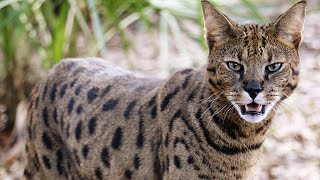 Savannah Cat Caught Playing With Tail [upl. by Estey25]