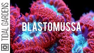 A secret crush on Blastomussa Pineapple Corals [upl. by Caldeira]