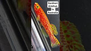 Gardneri Killifish in Australia killifish fish aquarium aquascape aquariumfish colors [upl. by Itram330]