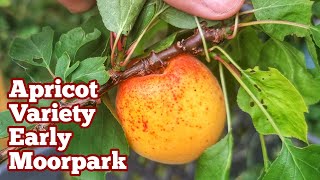 Apricot Variety Early Moorpark A Cold Hardy Apricot For Short Summers July Fruit Look [upl. by Tomkins]