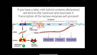 Transcription amp Regulation lac operon [upl. by Nitsuga]