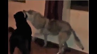 Wolf Attacks Cane Corso in a Playful Fight [upl. by Ronen178]