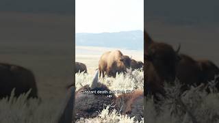 Harvesting BISON Field To Butcher [upl. by Lah]