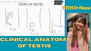 The story of TESTIS with CLINICALS  made EASY to undersrand with fun concept with Dr Hasna [upl. by Litman]