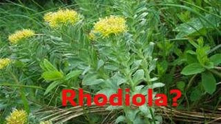 Rhodiola XS Energy  Focus [upl. by Aneez399]