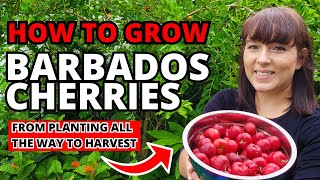 Barbados Cherries  How To Grow This Superfood Fruit Tree At Home garden fruit plants homegrown [upl. by Aitrop]