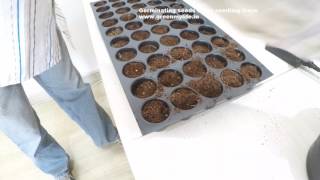 How to germinate seeds using seedling trays [upl. by Ecirum]