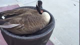 HISSING GOOSE IN A FLOWER POT [upl. by Annas]