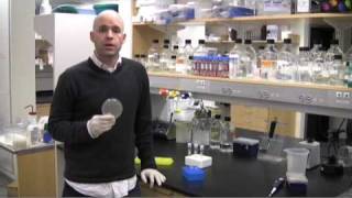 How to perform colony PCR [upl. by Donnell]