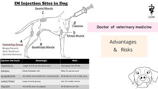 Intramuscular injection site in dog  IM injection sites their risks and advantages [upl. by Ilsel]