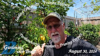 Container Planting Parthenocarpic Tomatoes Shade Cloth amp Rejuvenating Peppers [upl. by Htebizile]