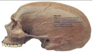 Exploring Norma Lateralis The Lateral View of the Human Skull [upl. by Flita32]