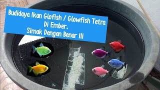 Cara mudah budidaya ikan glofish tetra di ember tanpa aerator untuk pemula [upl. by Anyrtak]