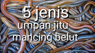 5 jenis umpan jitu untuk mancing belut  dijamin ampuh [upl. by Cirdnek]