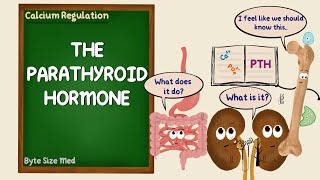 The Parathyroid Hormone  PTH  Calcium Regulation  Endocrine Physiology [upl. by Zeculon]