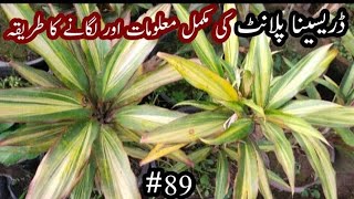 All About Dracaena Plant Care amp Growth dracaena shorts nature [upl. by Einyaj]