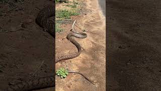 செடியை சுற்றிக்கொண்டு துடித்த பாம்பு enathuaran bigsnake snake [upl. by Ravo]